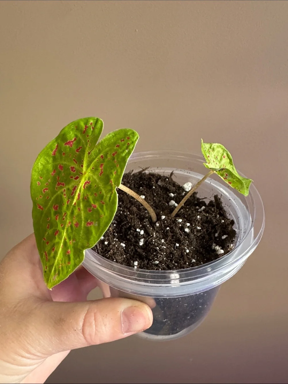 Caladium - Miss Muffet- Rooted